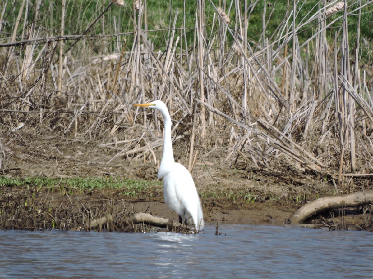 Great Egret - ML217246271