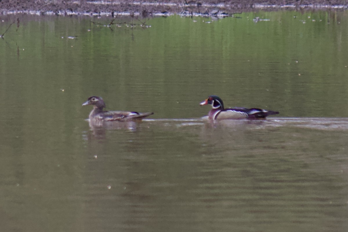 Wood Duck - ML217246521