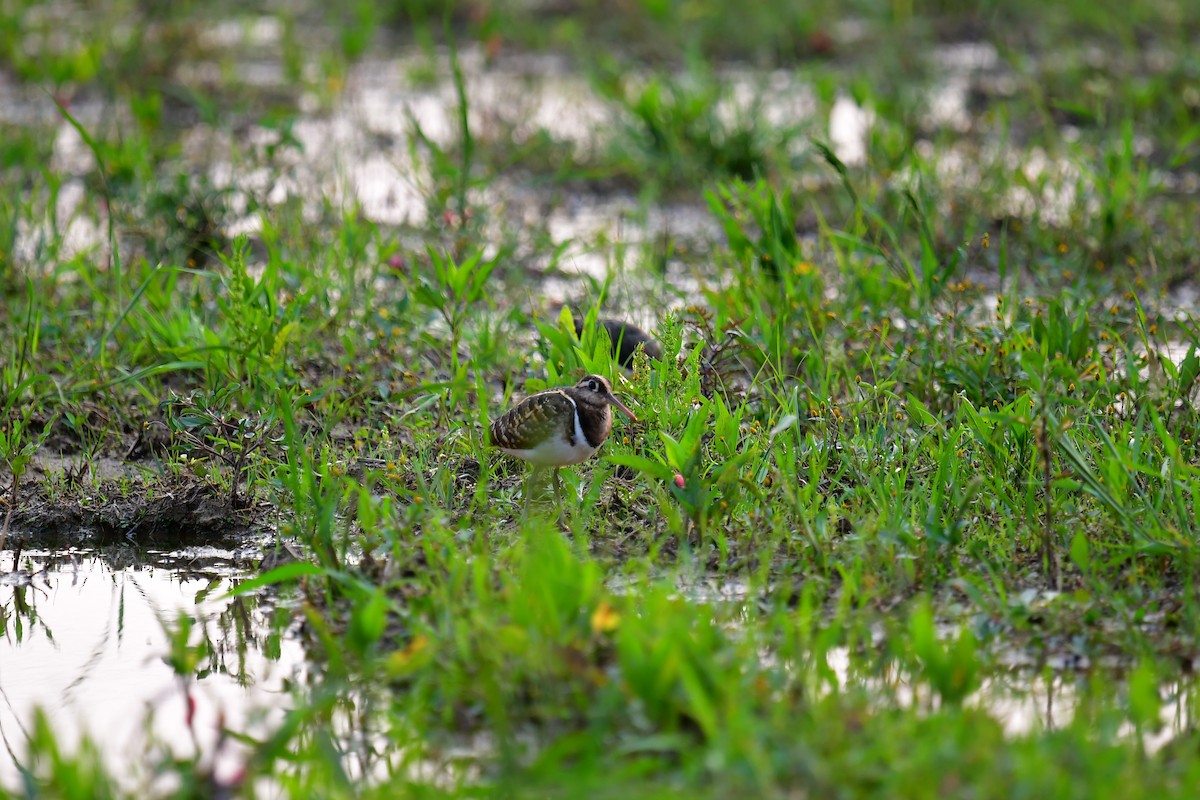 Greater Painted-Snipe - ML217246931