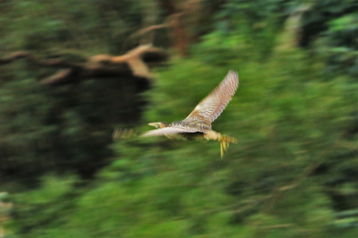 Great Bittern - ML21724801