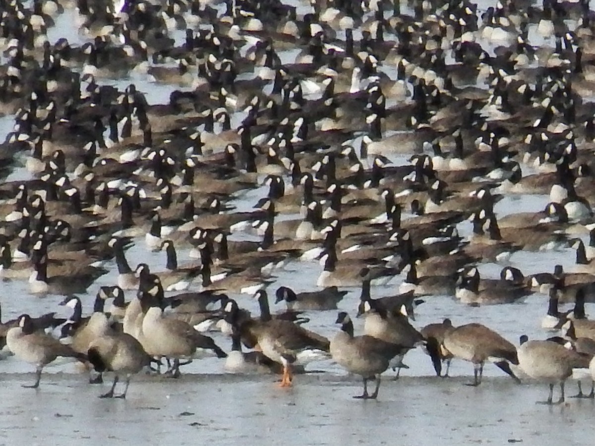 Greater White-fronted Goose - ML21724901