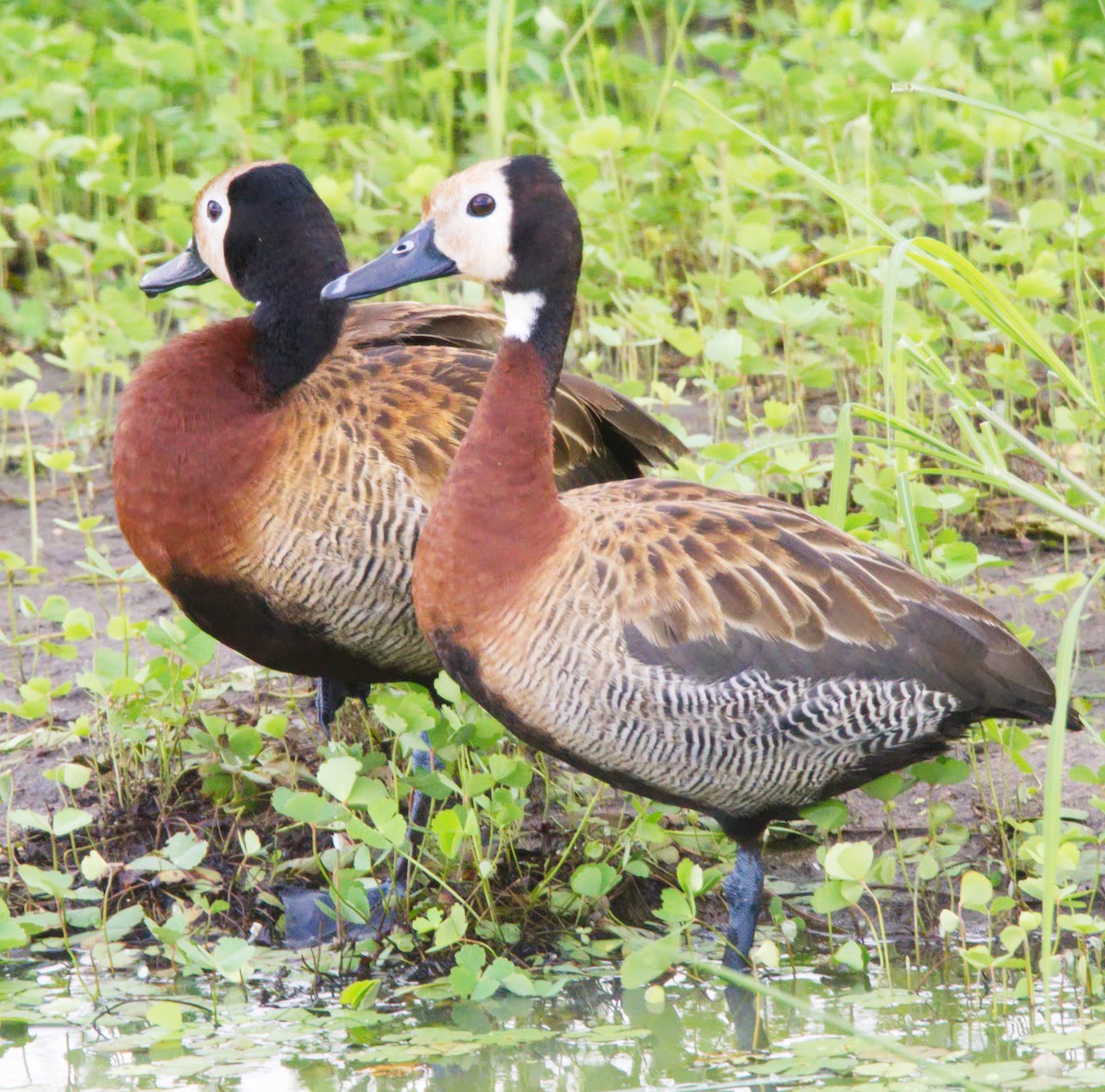 White-faced Whistling-Duck - Forrest Rowland