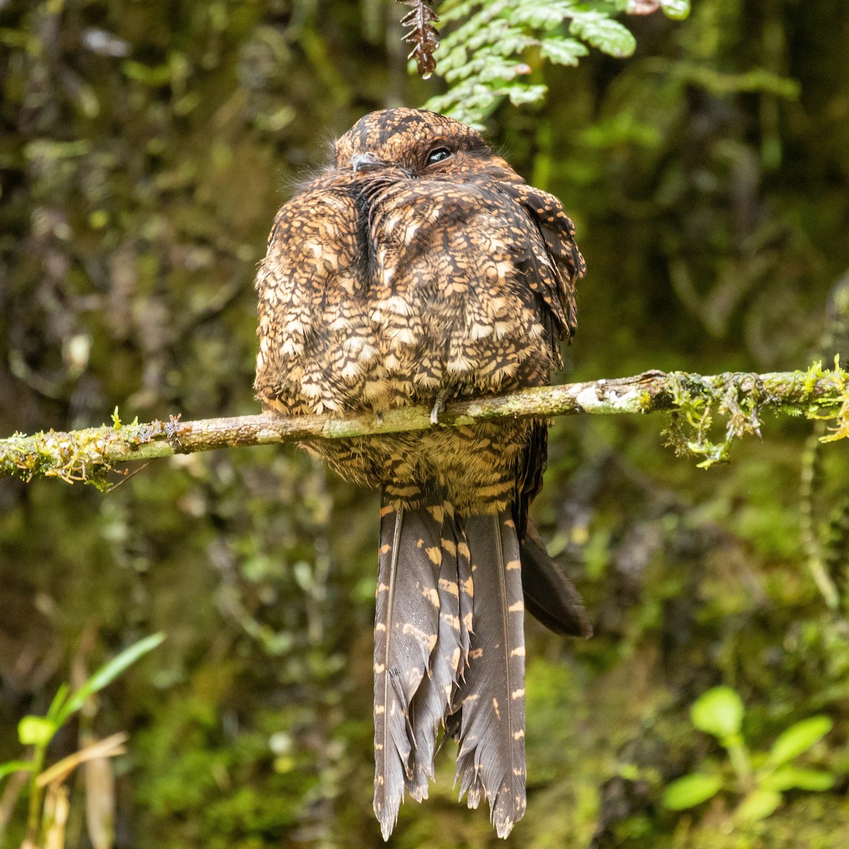 Lyre-tailed Nightjar - Steve McInnis