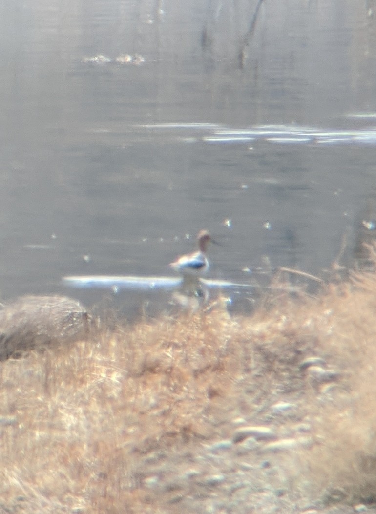American Avocet - ML217253831
