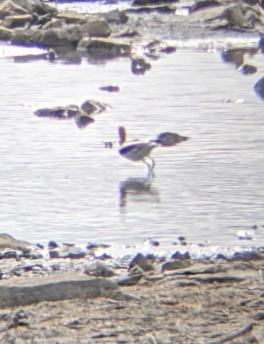 American Avocet - ML217253841