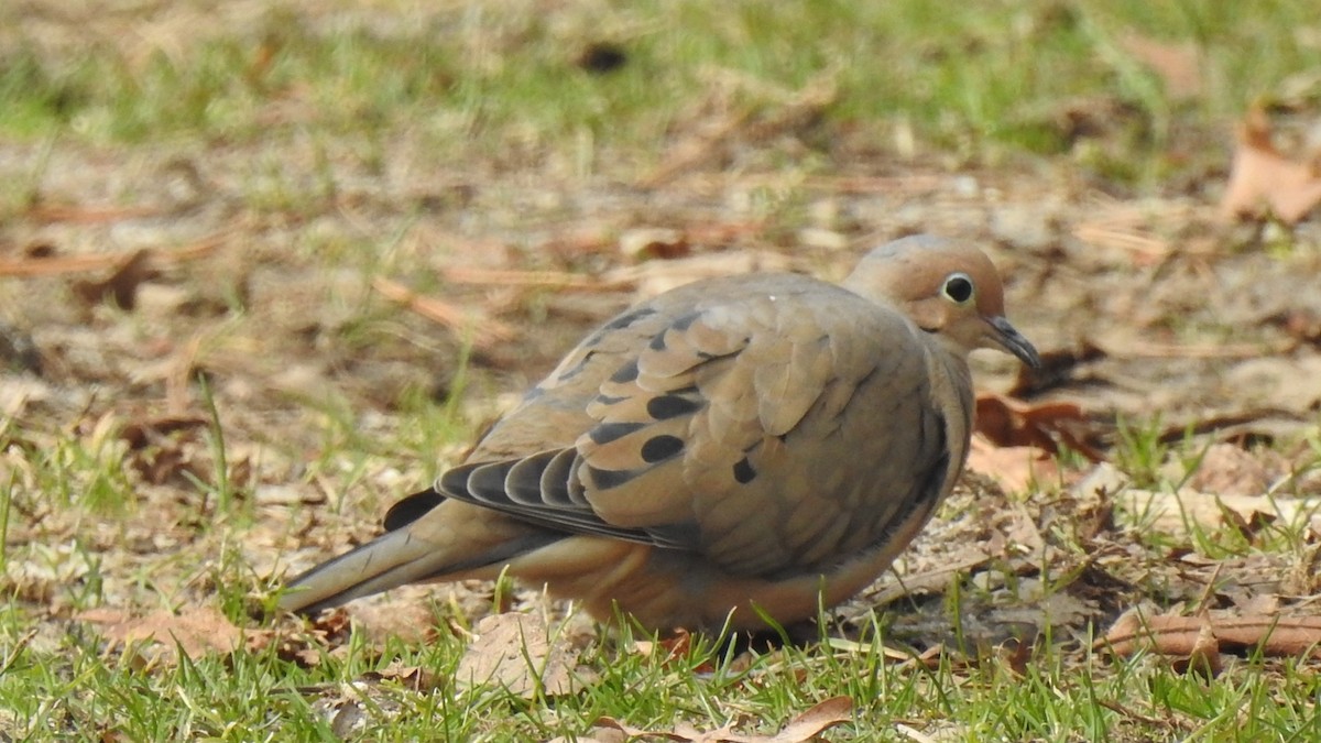 Mourning Dove - ML217254171