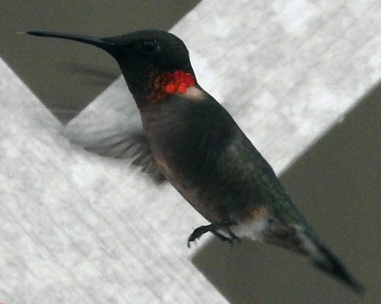Ruby-throated Hummingbird - ML217254911