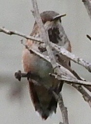 Rufous/Allen's Hummingbird - ML217255101