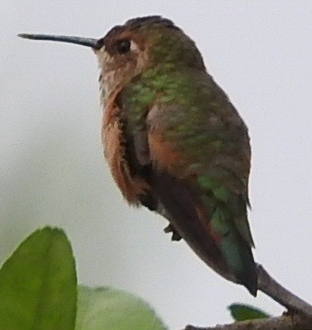 Rufous/Allen's Hummingbird - ML217255121