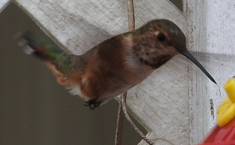 Rufous/Allen's Hummingbird - ML217255141