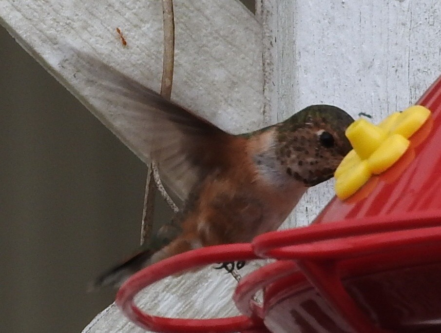 Rufous/Allen's Hummingbird - ML217255151