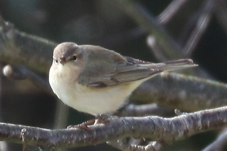 Mosquitero Común - ML217255781