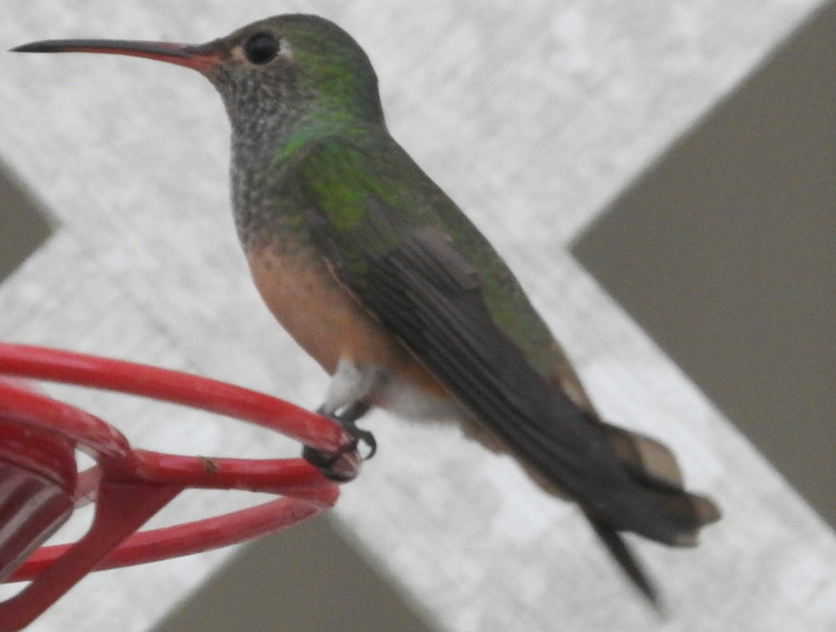 Buff-bellied Hummingbird - ML217255821
