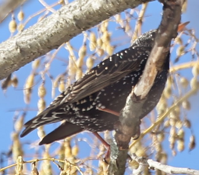 European Starling - ML21725601