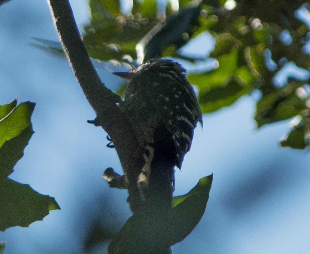 Lesser Spotted Woodpecker - ML217256501