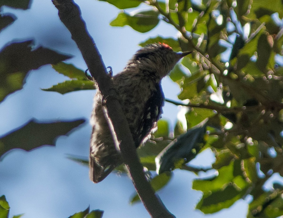Lesser Spotted Woodpecker - ML217256511