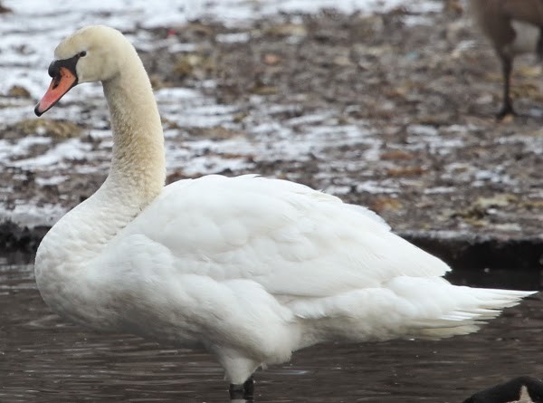 Mute Swan - sicloot