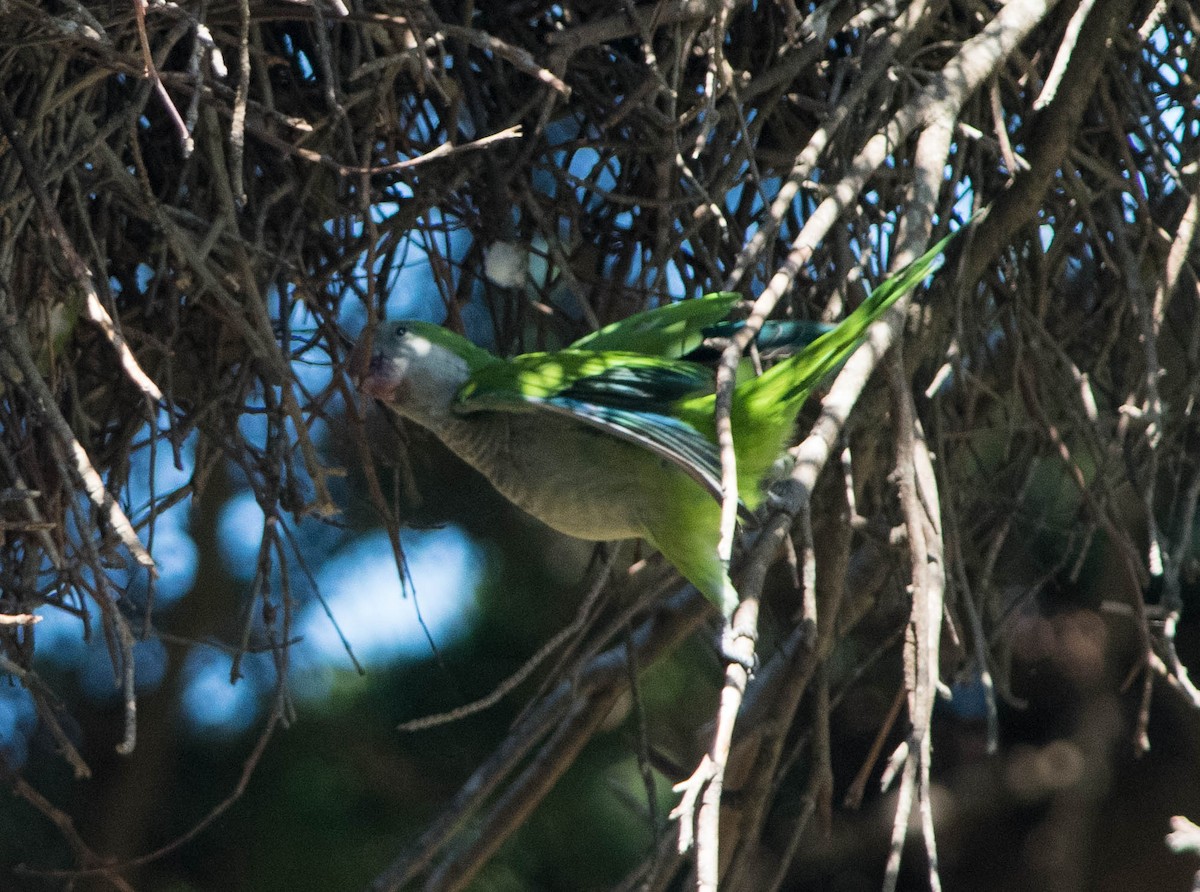 Monk Parakeet - ML217257001