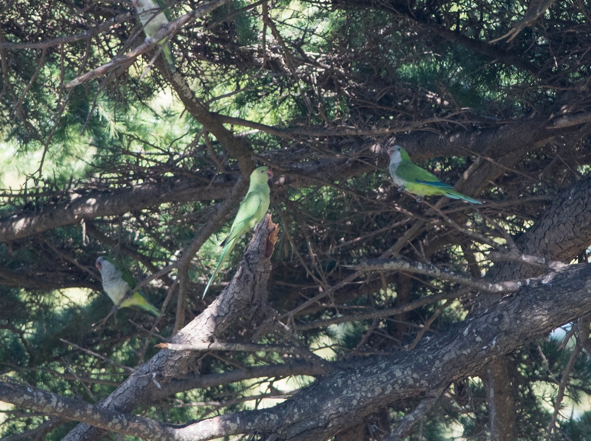 Monk Parakeet - ML217257031