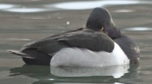 Ring-necked Duck - sicloot