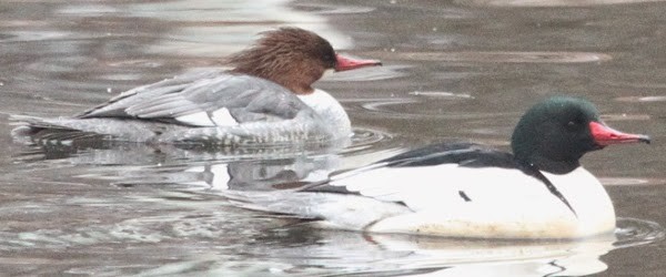 Common Merganser - sicloot