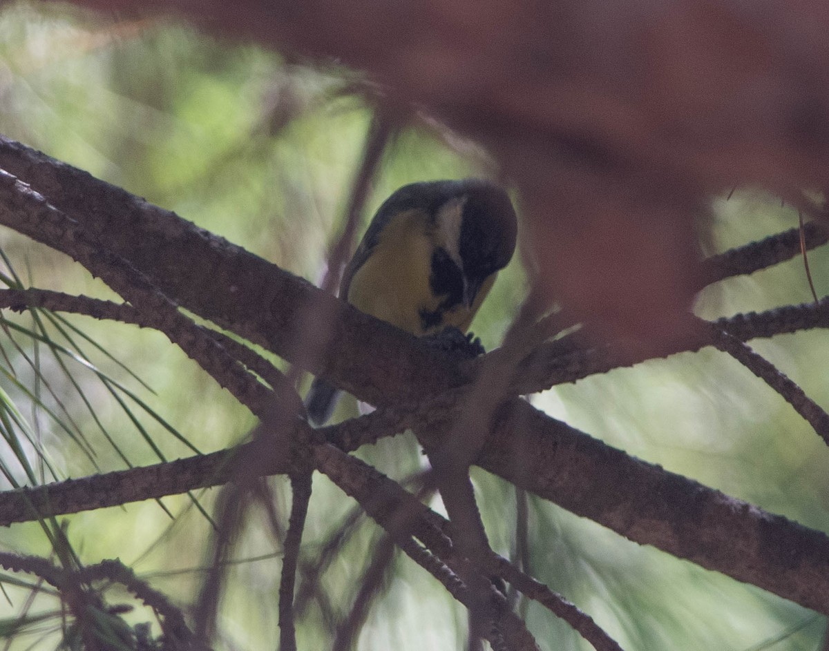 Great Tit - ML217257461