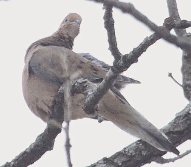 Mourning Dove - ML21725811