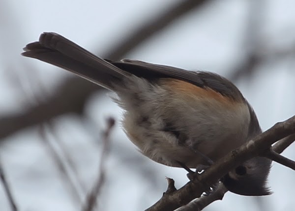 Tufted Titmouse - sicloot