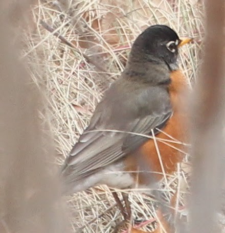 American Robin - sicloot