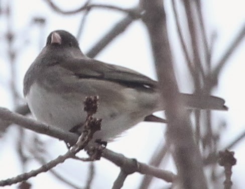 Junco ardoisé (hyemalis/carolinensis) - ML21725891