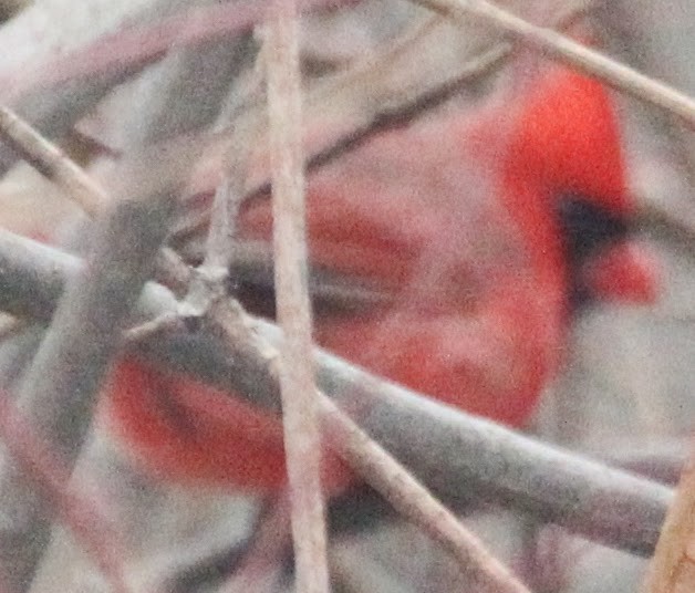 Northern Cardinal - sicloot