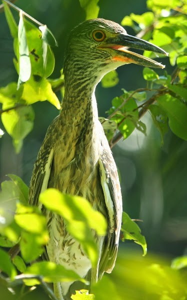 Yellow-crowned Night Heron - sicloot