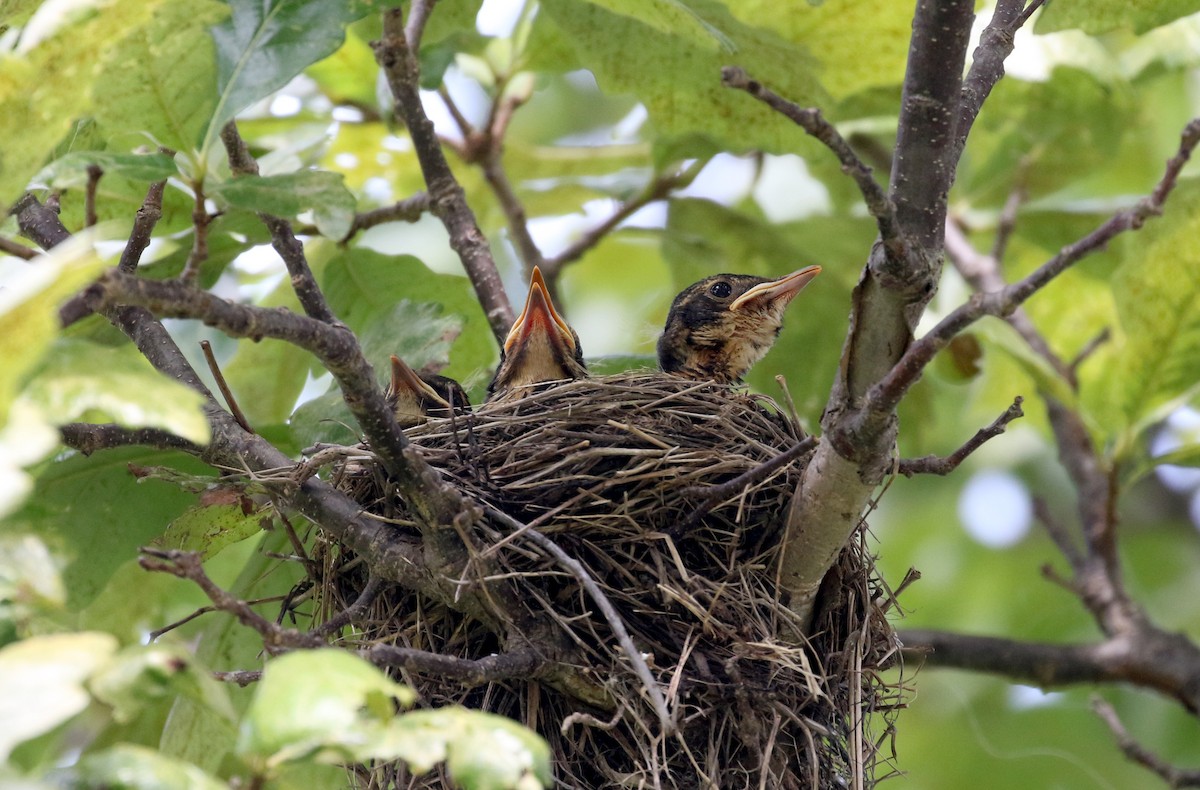 American Robin - ML217261641