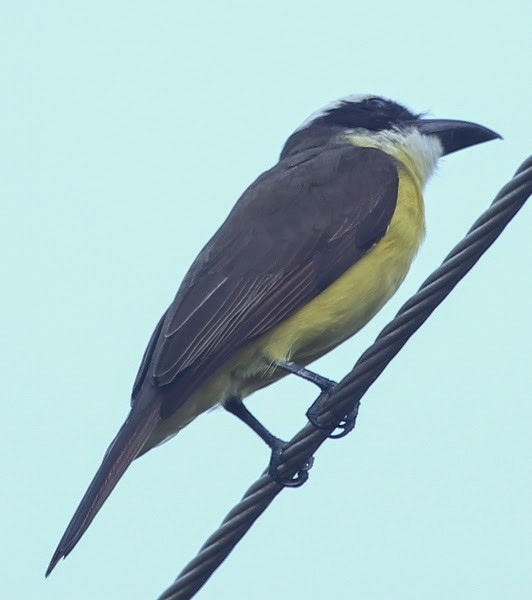 Boat-billed Flycatcher - sicloot