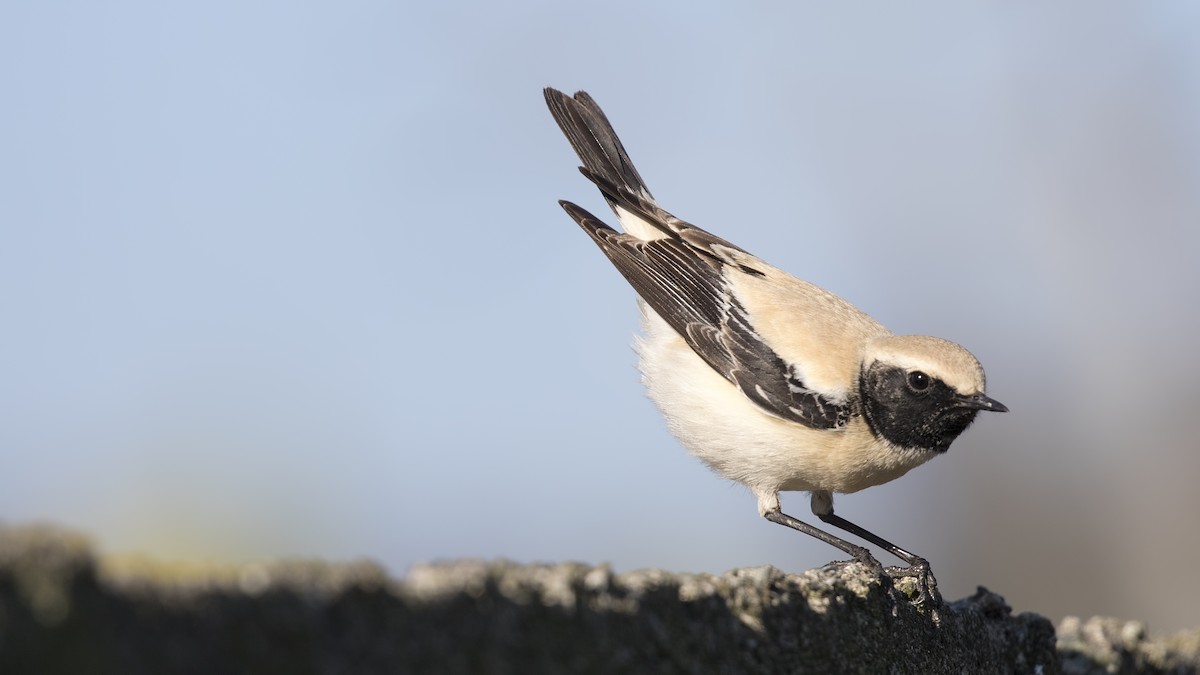 Desert Wheatear - birol hatinoğlu