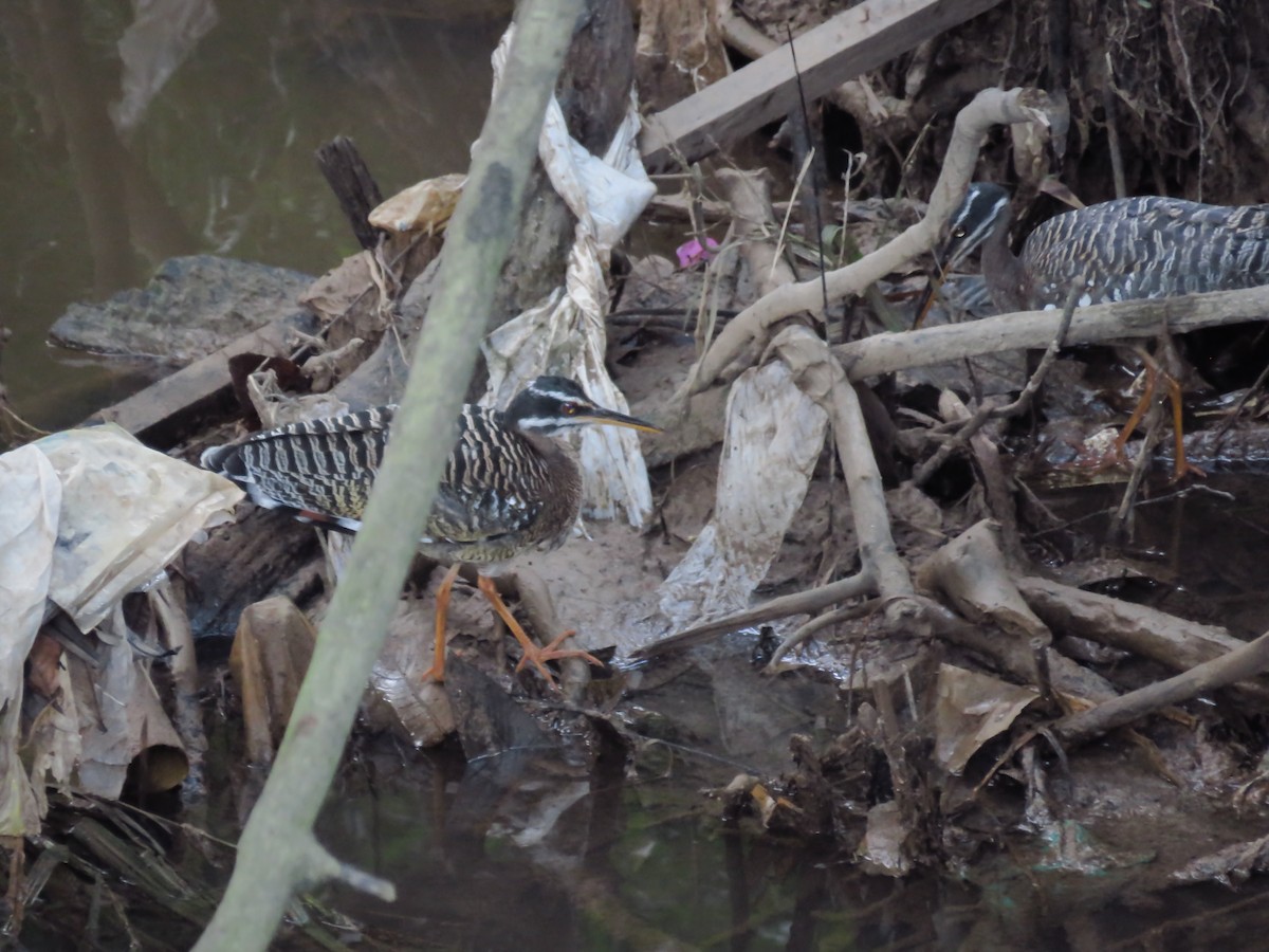 Sunbittern - ML217262951