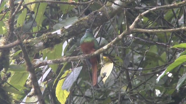 Coppery-chested Jacamar - ML217263221