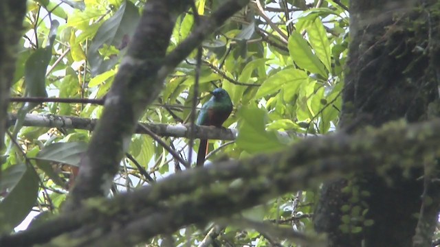 Coppery-chested Jacamar - ML217263471