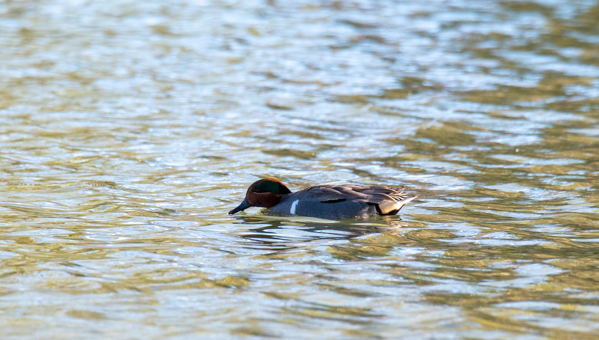 Green-winged Teal - ML217263991