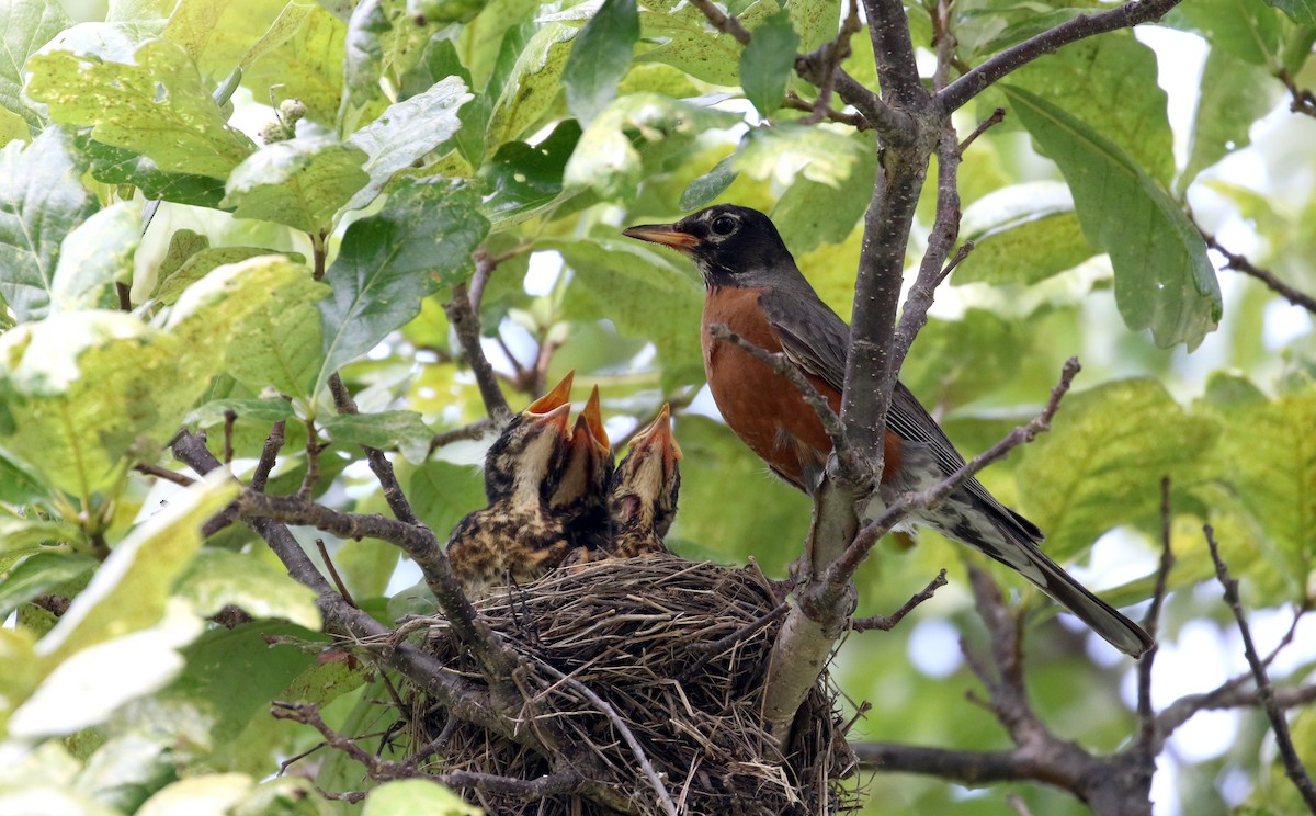 American Robin - ML217264471