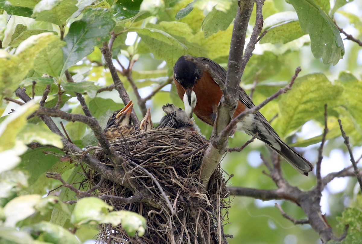 American Robin - Jay McGowan