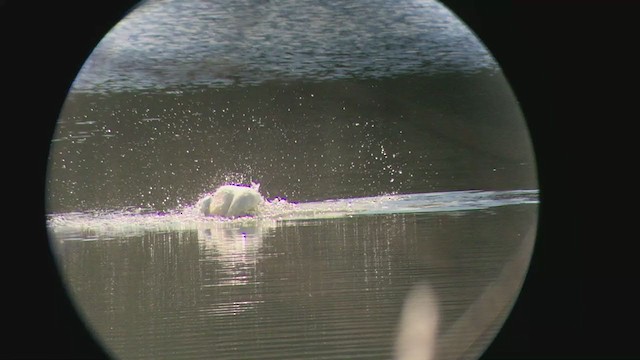 Tundra Swan - ML217264711