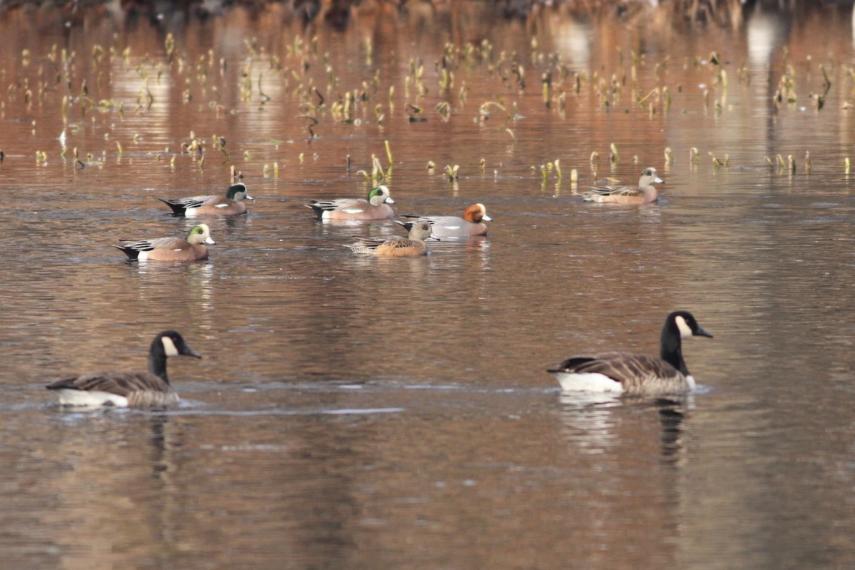 Eurasian Wigeon - Evan Lipton