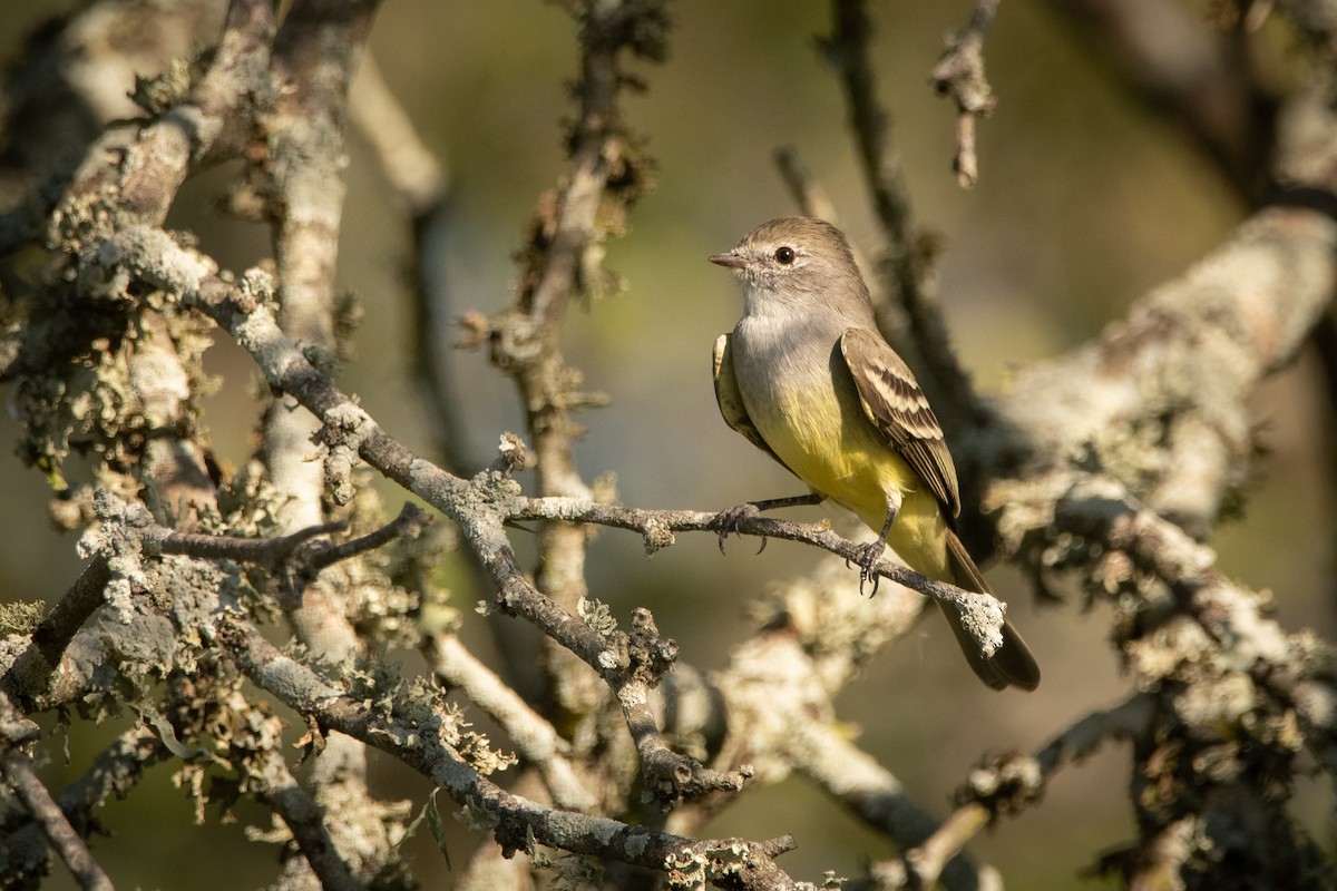 Southern Scrub-Flycatcher - ML217266211