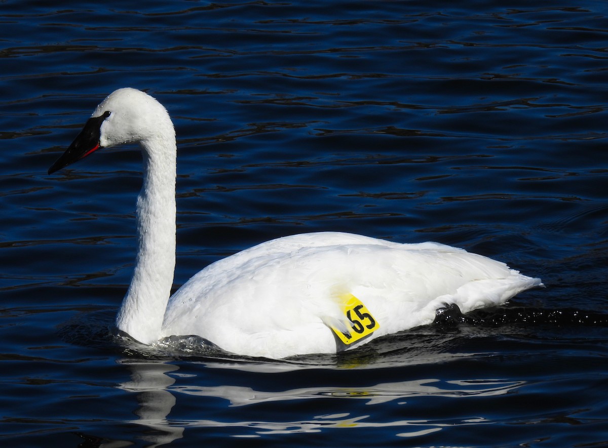 Trumpeter Swan - ML217267631