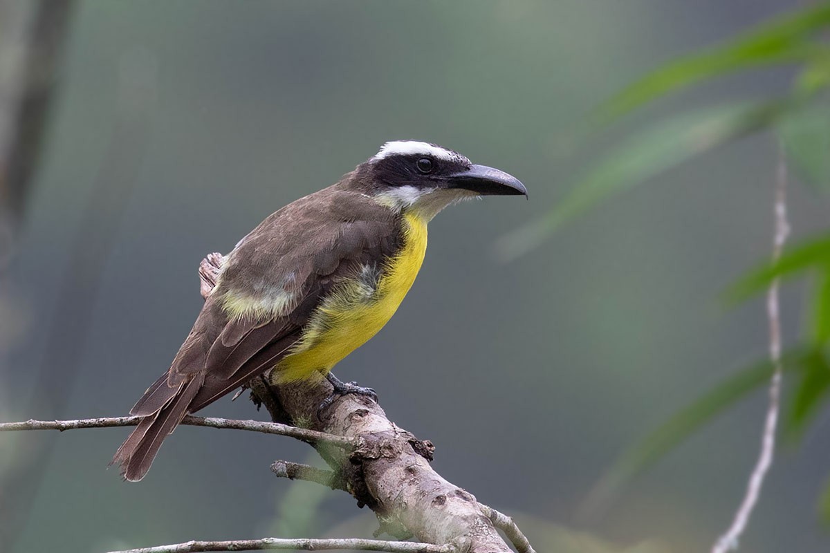 Boat-billed Flycatcher - ML217267771