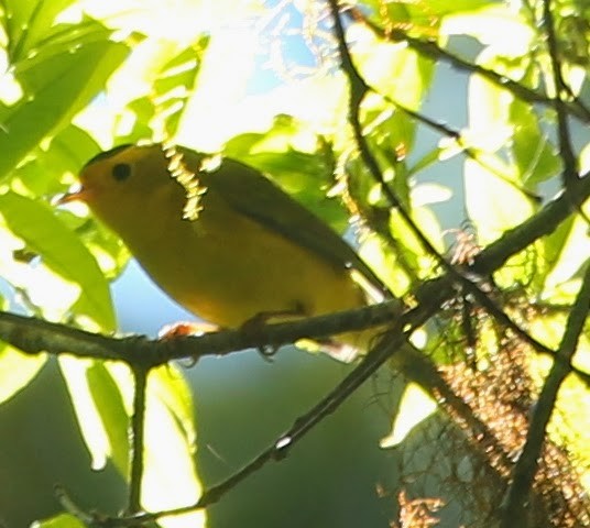 Wilson's Warbler - ML21727041