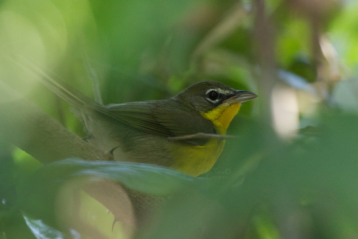 Yellow-breasted Chat - Tasso  Cocoves