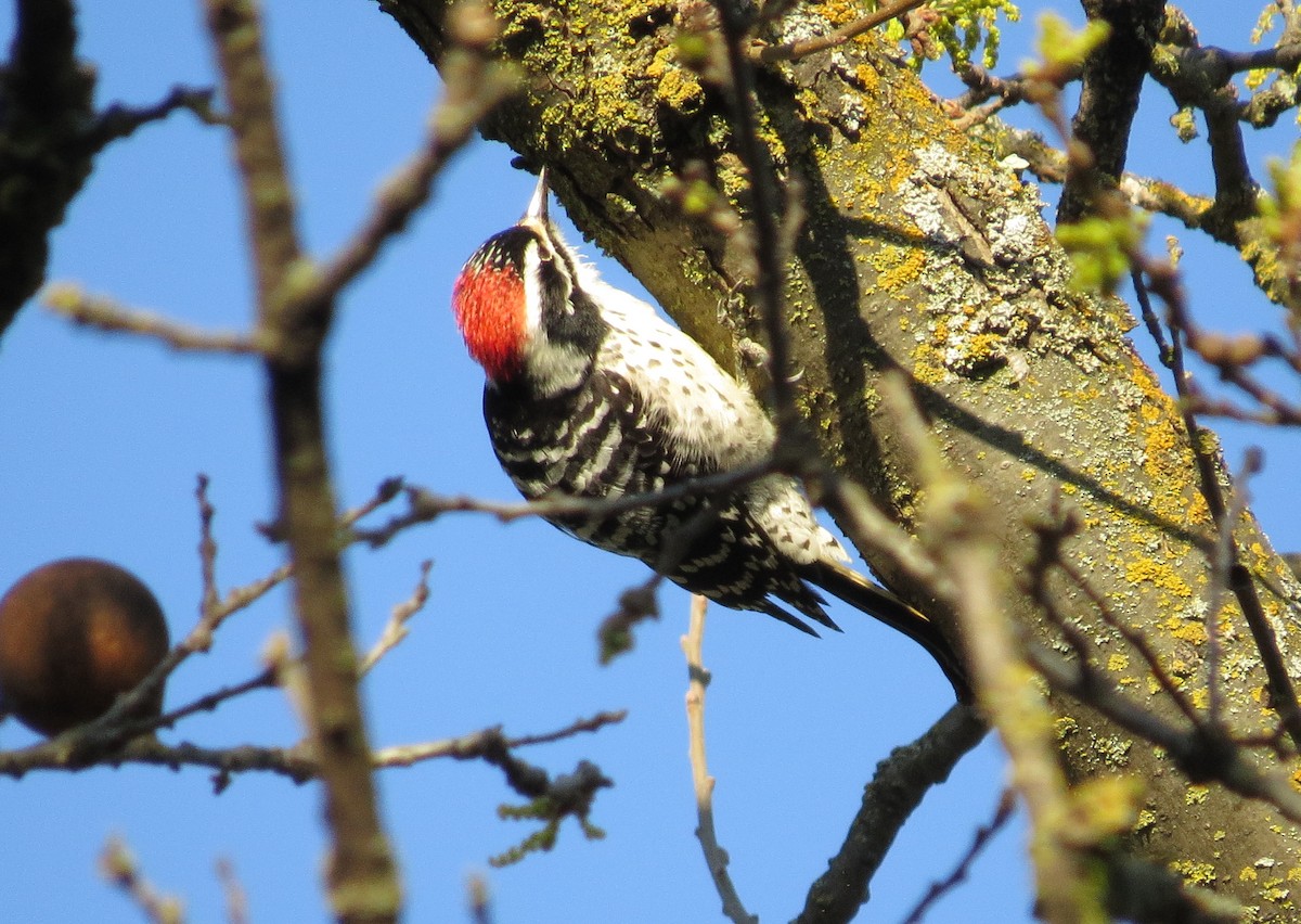 Nuttall's Woodpecker - George Leonberger