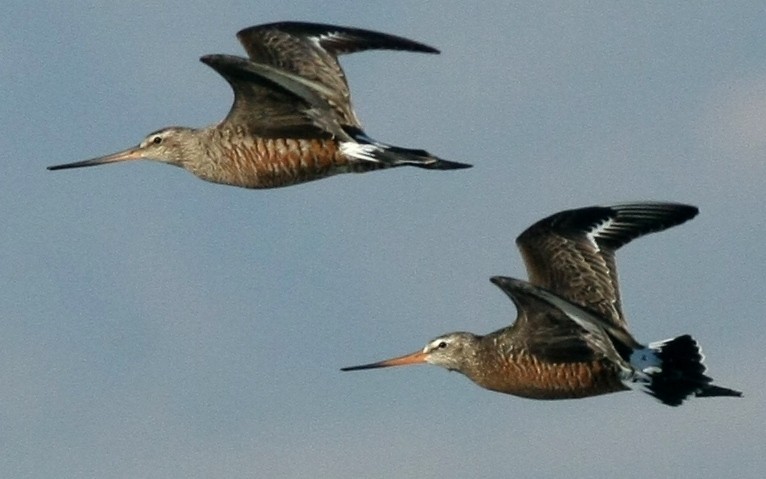 Hudsonian Godwit - ML21727161